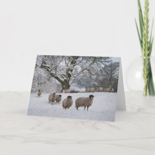 Schapen in Sneeuw Feestdagen Kaart