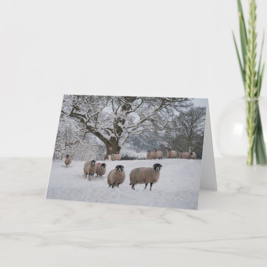 Schapen in Sneeuw Feestdagen Kaart (Voorkant)