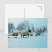 Schapen in Sneeuw Winter Scene Feestdagenkaart (Voorkant / Achterkant)
