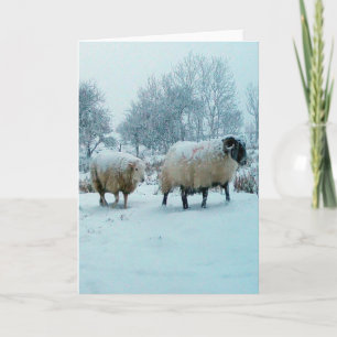 Schapen in Sneeuw Winter Scene Wenskaart Kaart