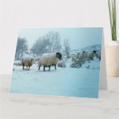Schapen in Sneeuw Winter Scene Wenskaart Kaart (Voorkant)