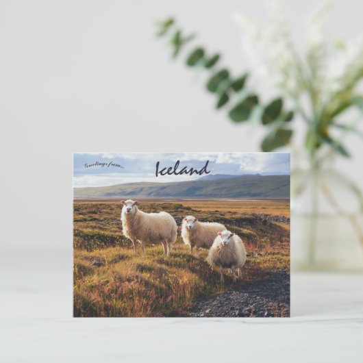 Schapen in Thorsmork IJsland Briefkaart (Staand voorkant)