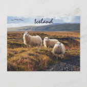 Schapen in Thorsmork IJsland Briefkaart (Voorkant)