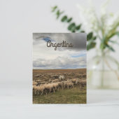 Schapen in Tierra del Fuego Argentinië Briefkaart (Staand voorkant)