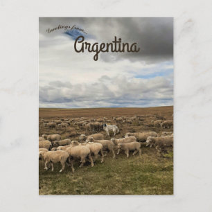 Schapen in Tierra del Fuego Argentinië Briefkaart