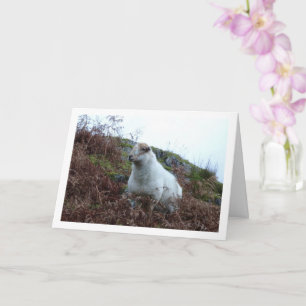 Schapen in Vallei van Cam Lan Kaart