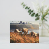 Schapen in Wales Briefkaart (Staand voorkant)