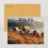 Schapen in Wales Briefkaart (Voorkant / Achterkant)