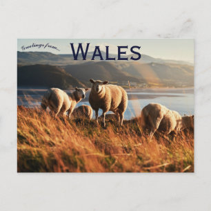 Schapen in Wales Briefkaart