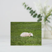 Schapen in Yorkshire Dales Briefkaart (Staand voorkant)