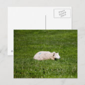 Schapen in Yorkshire Dales Briefkaart (Voorkant / Achterkant)