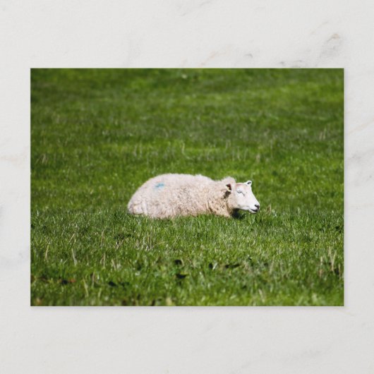 Schapen in Yorkshire Dales Briefkaart (Voorkant)