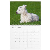 Schapen Kalender (Feb 2026)