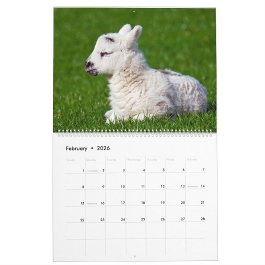 Schapen Kalender (Feb 2026)