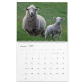 Schapen Kalender (Jan 2027)