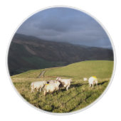 SCHAPEN KERAMISCHE KNOP (Voorkant)