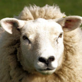 SCHAPEN KERAMISCHE KNOP