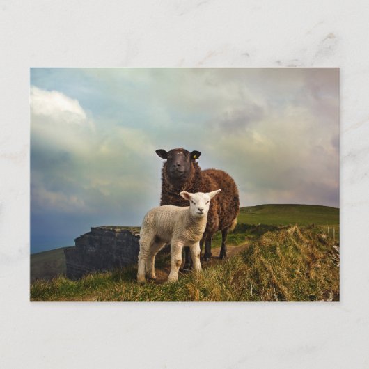 SCHAPEN - KLIFFEN VAN MOHER, LISCANNOR, IERLAND BRIEFKAART (Voorkant)