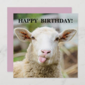 Schapen laten tong zien feestdagenkaart (Voorkant / Achterkant)