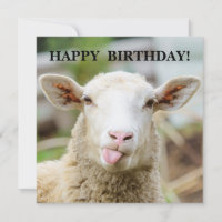 Schapen laten tong zien