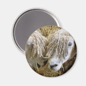 SCHAPEN MAGNEET (Voorkant / Achterkant)