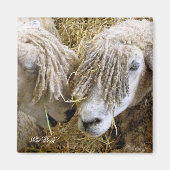 SCHAPEN MAGNEET (Voorkant)