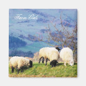 SCHAPEN MAGNEET (Voorkant)