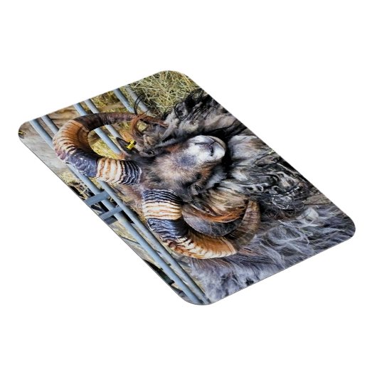 SCHAPEN MAGNEET (Rechterzijde)