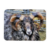 SCHAPEN MAGNEET (Horizontaal)