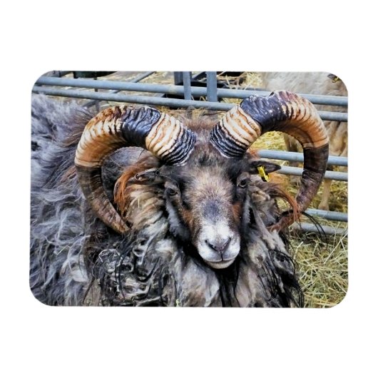 SCHAPEN MAGNEET (Horizontaal)