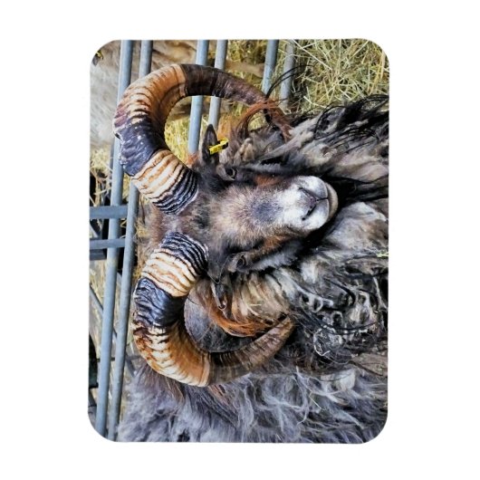 SCHAPEN MAGNEET (Verticaal)