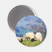 SCHAPEN MAGNEET (Voorkant / Achterkant)