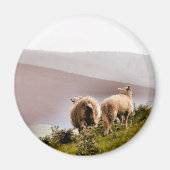 SCHAPEN MAGNEET (Voorkant)