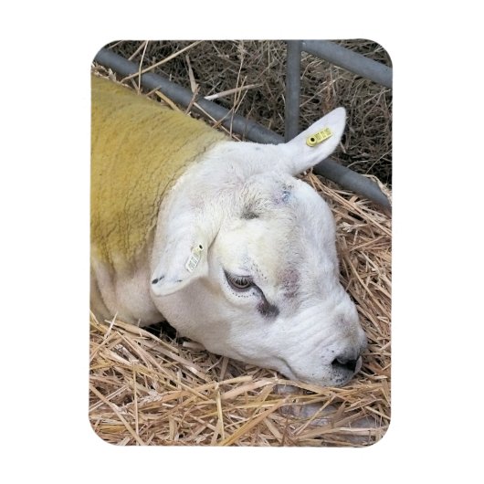 SCHAPEN MAGNEET (Verticaal)