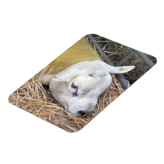 SCHAPEN MAGNEET (Linkerzijde)