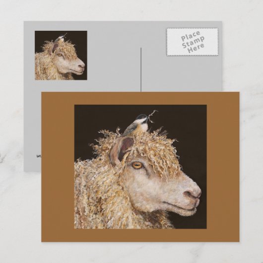 schapen met briefkaart van cichorei (Voorkant / Achterkant)