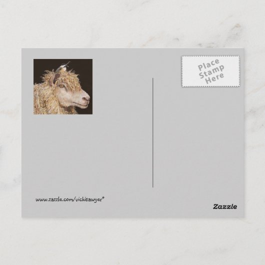 schapen met briefkaart van cichorei (Achterkant)
