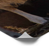 Schapen met dierenfoto's van lammeren poster (Hoek)