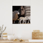 Schapen met dierenfoto's van lammeren poster (Keuken)