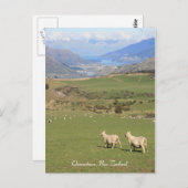 Schapen met een uitzicht, Queenstown NZ - Briefkaa Briefkaart (Voorkant / Achterkant)