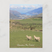 Schapen met een uitzicht, Queenstown NZ - Briefkaa Briefkaart (Voorkant)