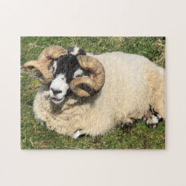 Schapen met gekrulde hoorns op Islay, Schotland. S Legpuzzel