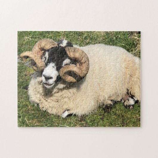 Schapen met gekrulde hoorns op Islay, Schotland. S Legpuzzel (Horizontaal)