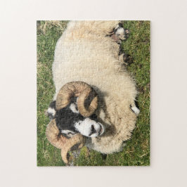 Schapen met gekrulde hoorns op Islay, Schotland. S Legpuzzel