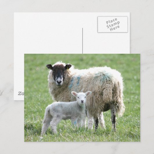 Schapen met haar lamsvlees briefkaart (Voorkant / Achterkant)