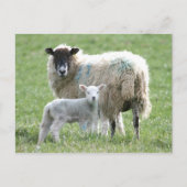Schapen met haar lamsvlees briefkaart (Voorkant)
