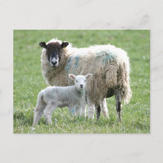 Schapen met haar lamsvlees briefkaart (Voorkant)
