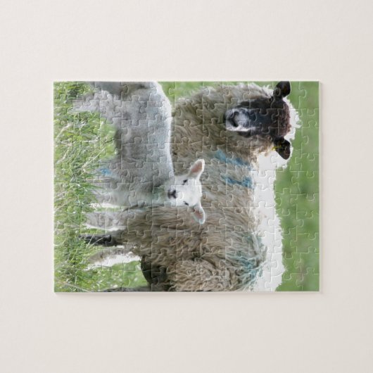 Schapen met haar lamsvlees legpuzzel (Horizontaal)