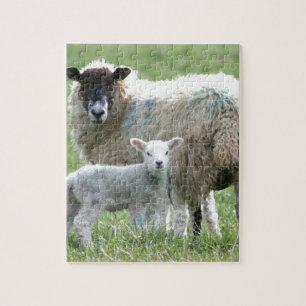 Schapen met haar lamsvlees legpuzzel