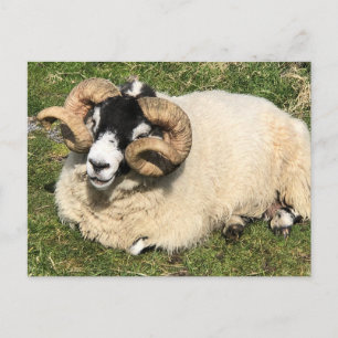 Schapen met krulpaarden. Isle of Islay, Schotland Briefkaart